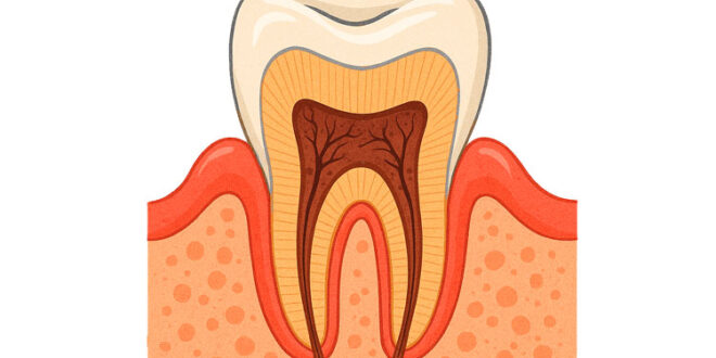 Tooth Drawing
