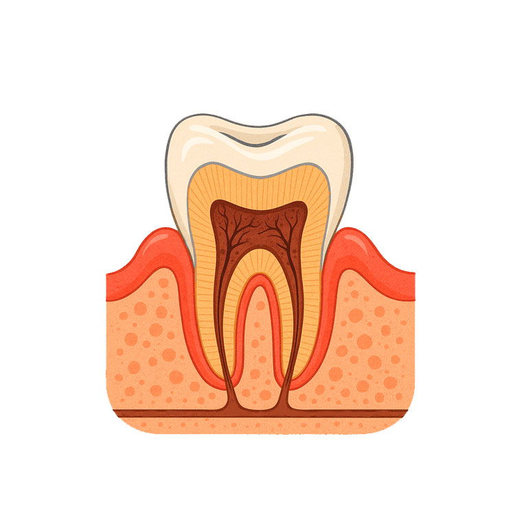 Tooth Drawing