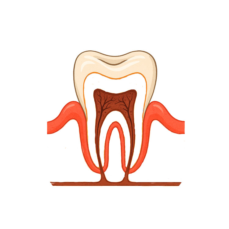 Tooth Drawing