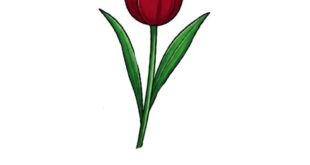 Draw Tulip Flower