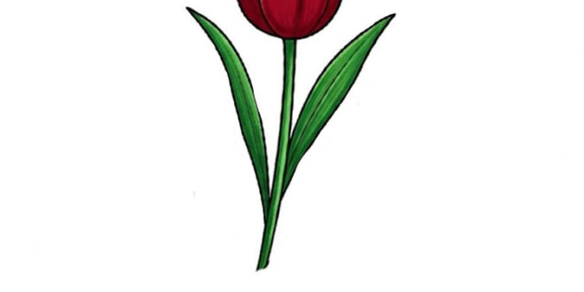 Draw Tulip Flower
