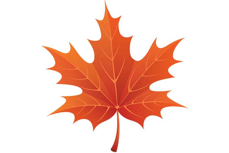 Maple Leaf Drawing