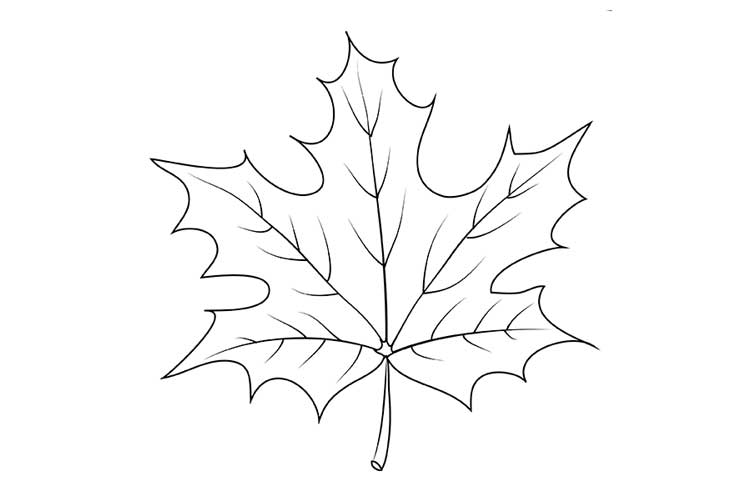 Maple Leaf Drawing