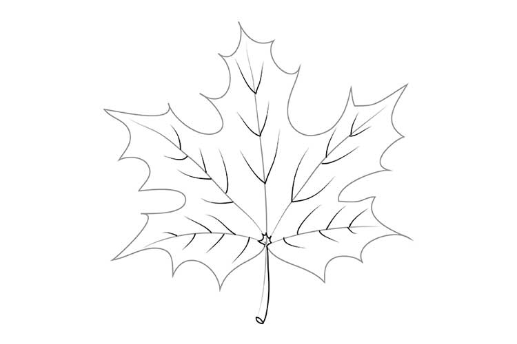 Maple Leaf Outline Images – Browse 681,637 Stock Photos, Vectors, and Video  | Adobe Stock