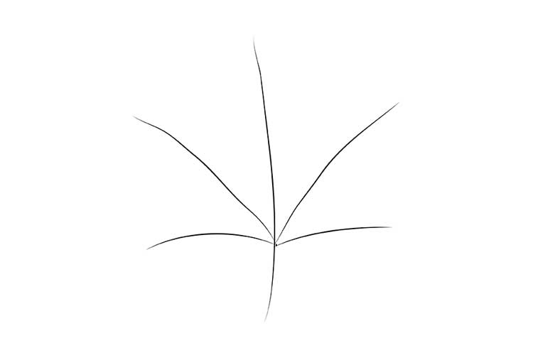 Maple Leaf Drawing