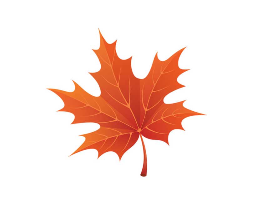 Maple leaf drawing Easy