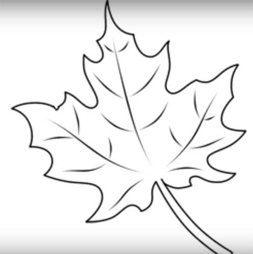 Maple leaf drawing Easy