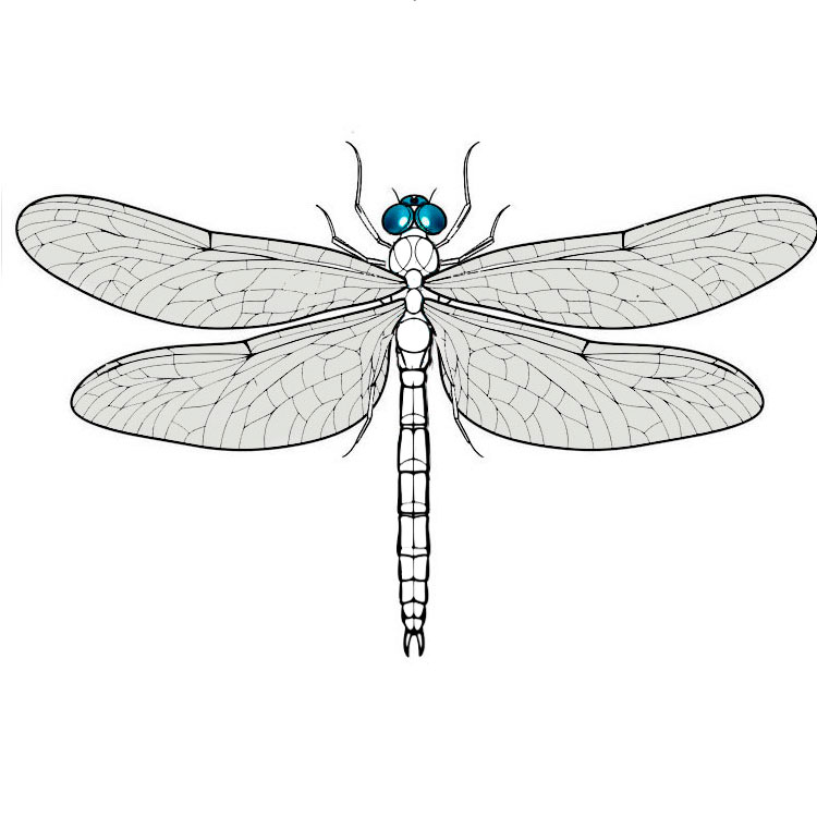 How to Draw a Dragonfly