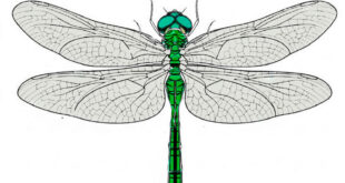 Drawing a Dragonfly