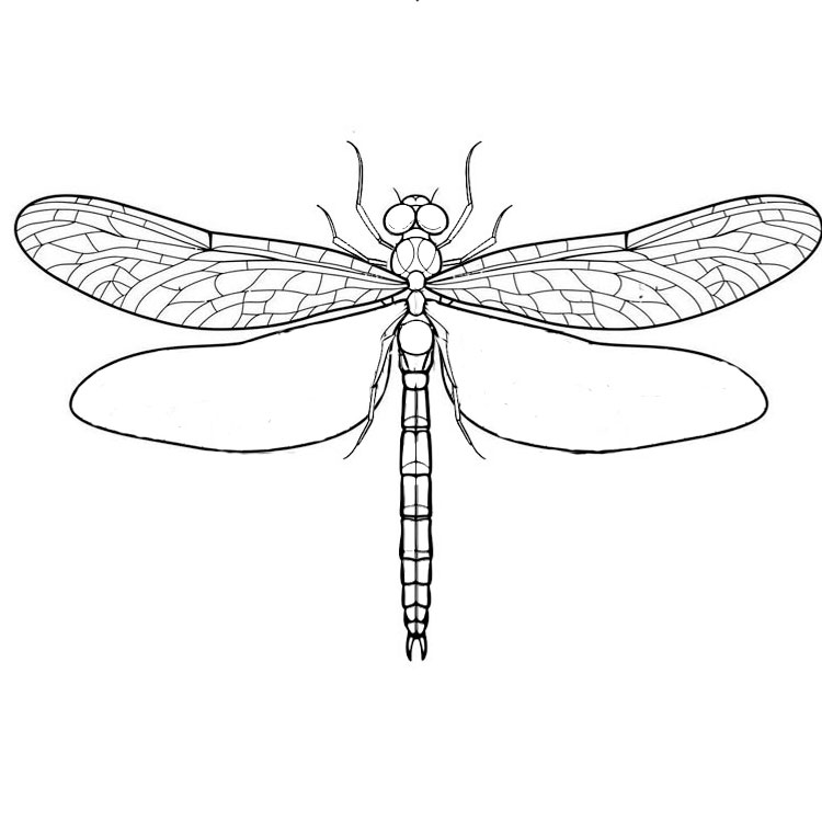 How To Draw a Dragonfly