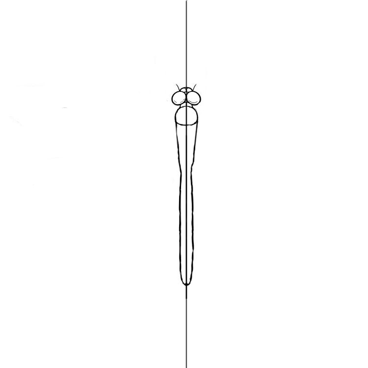 How to Draw a Dragonfly