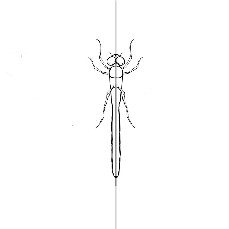 How to Draw a Dragonfly