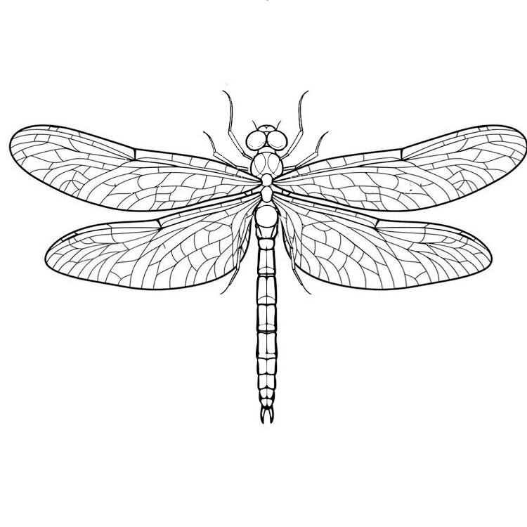 How to Draw a Dragonfly