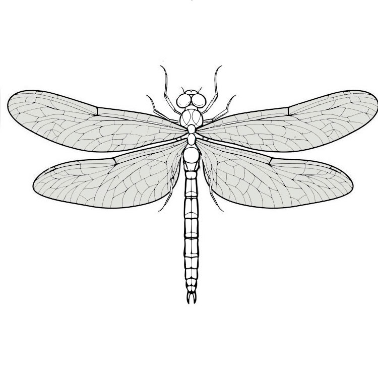 How to Draw a Dragonfly