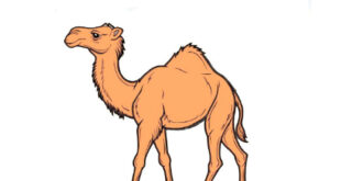 How to Draw a Camel
