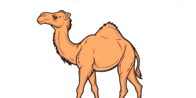 How to Draw a Camel