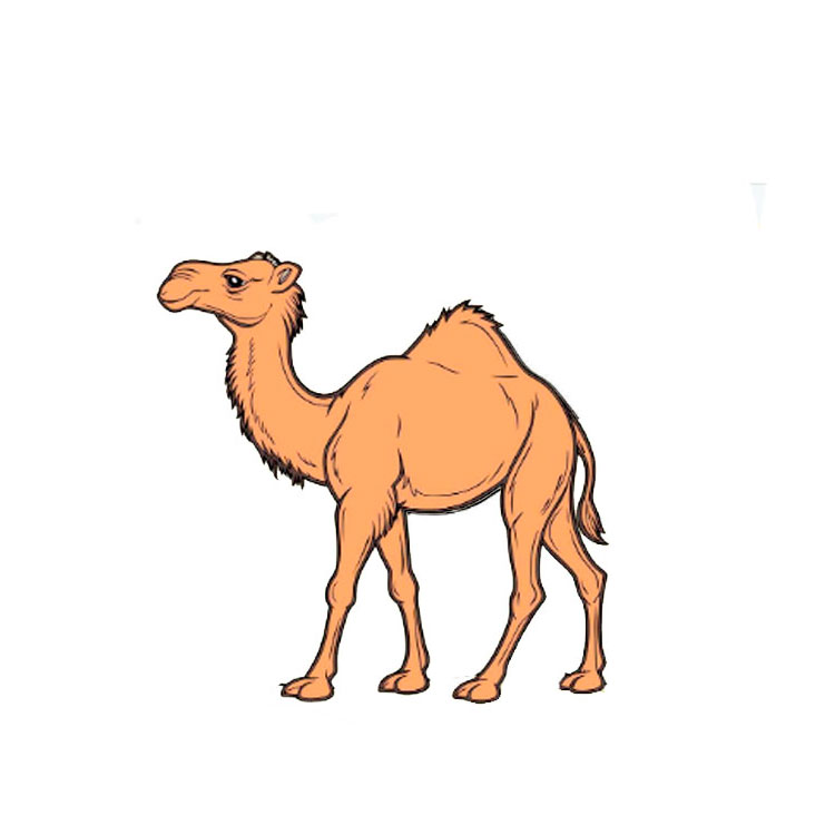 How to Draw a Camel