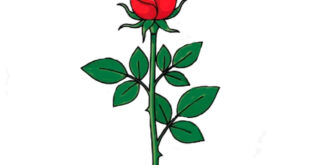 How to draw a rose flower
