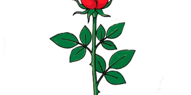 How to draw a rose flower