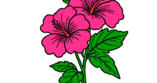 Hibiscus Drawing