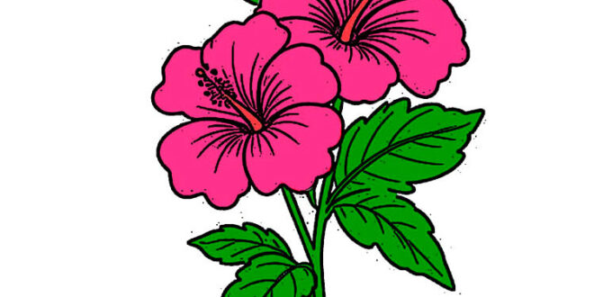 Hibiscus Drawing