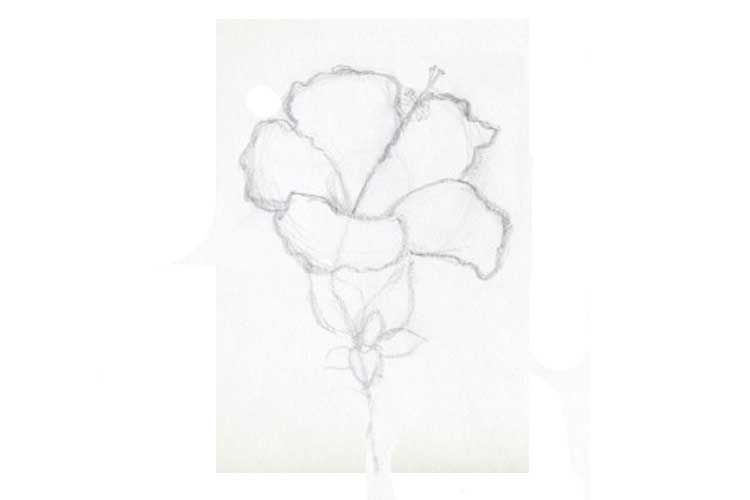 Hibiscus Drawing