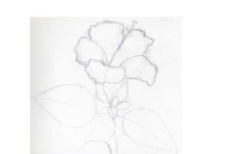 Hibiscus Drawing