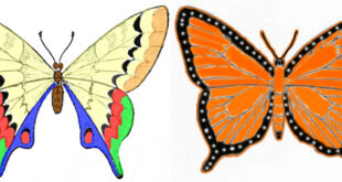 How to draw a butterfly
