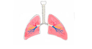 Lungs Drawing