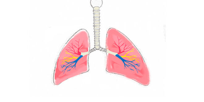 Lungs Drawing