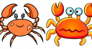 How to draw a crab