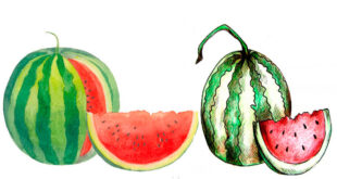 How to draw a watermelon