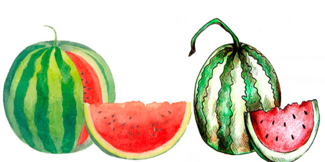 How to draw a watermelon