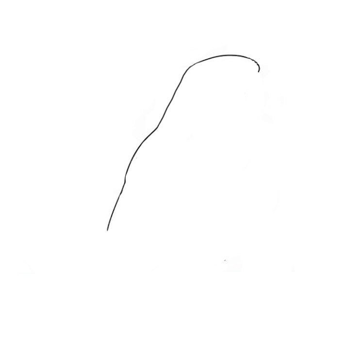 How to draw a parrot realistic