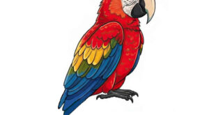 How to draw a parrot realistic