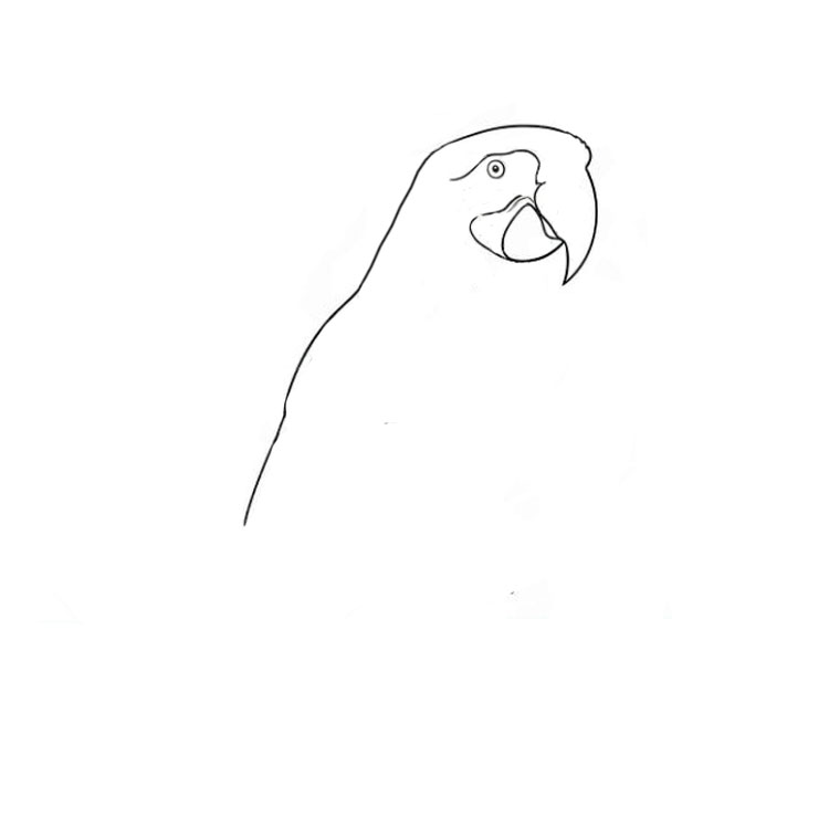 How to draw a parrot realistic