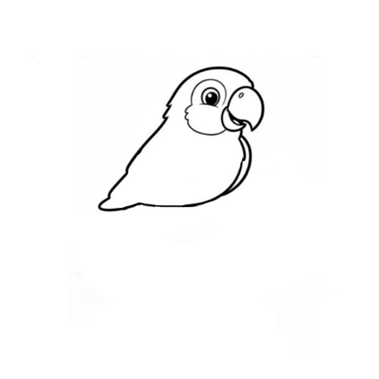 How to draw a parrot