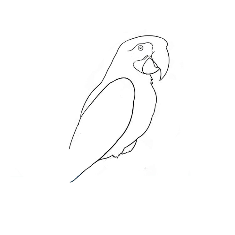 How to draw a parrot realistic