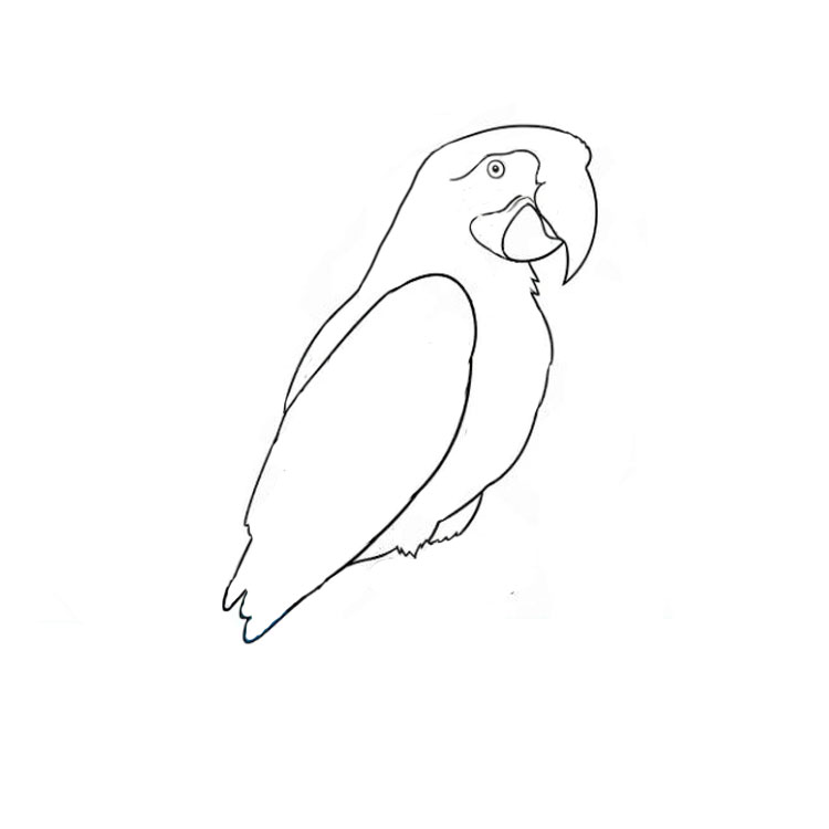 How to draw a parrot realistic