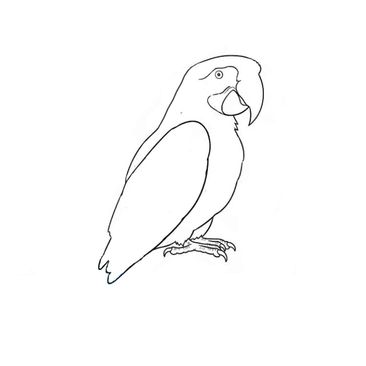How to draw a parrot realistic