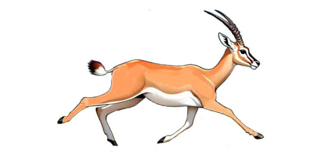 How to draw a gazelle