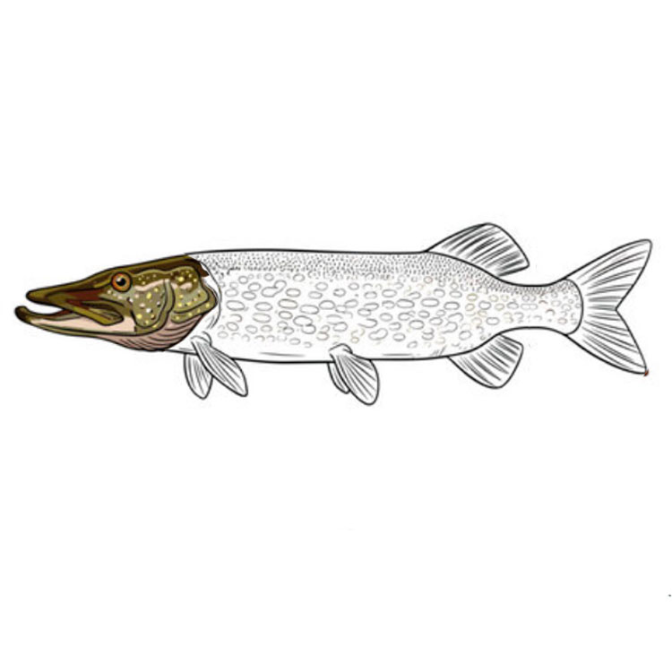 How to draw a pike
