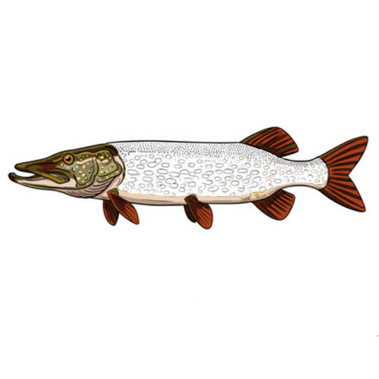 How to draw a pike