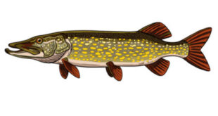 How to draw a pike