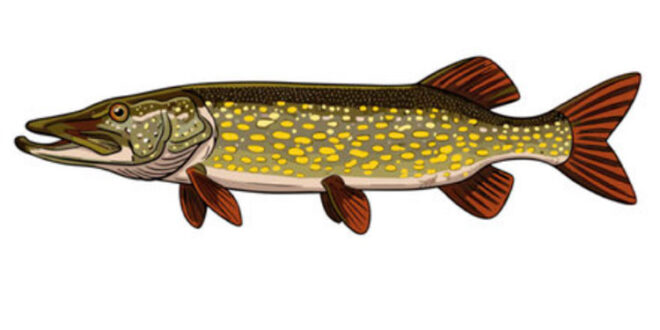 How to draw a pike