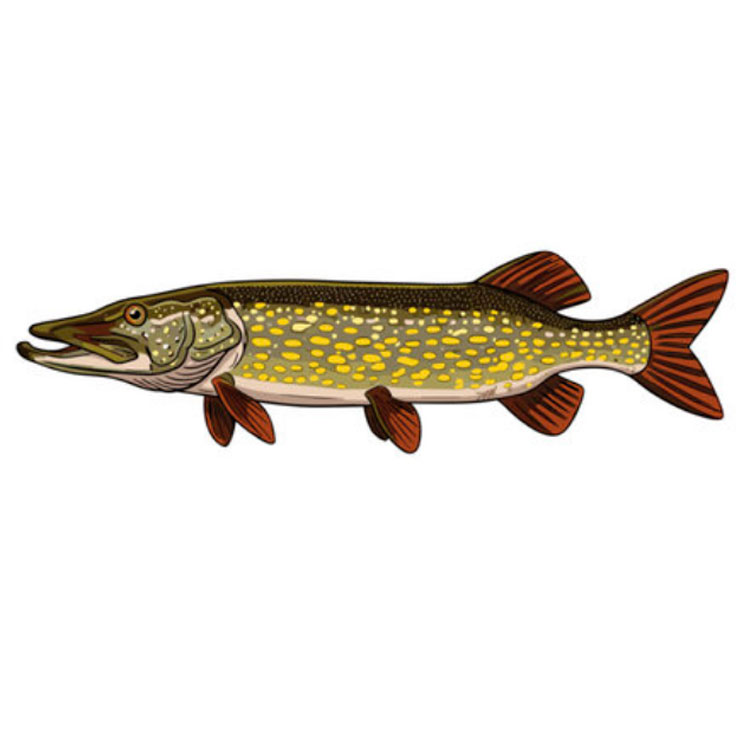 How to draw a pike