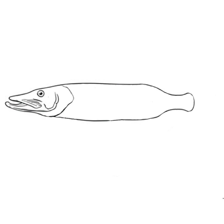 How to draw a pike