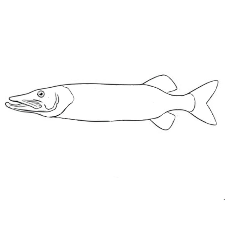 How to draw a pike