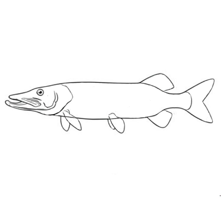 How to draw a pike