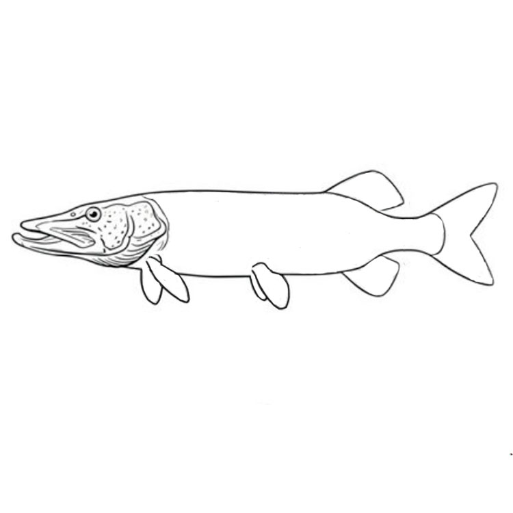 How to draw a pike